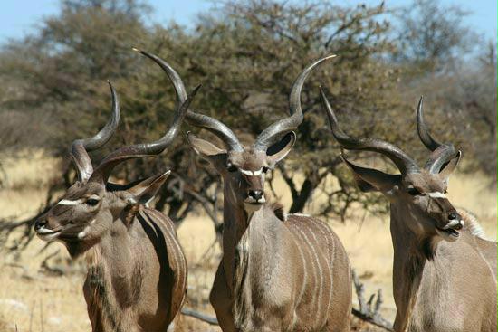 Greater Kudu, Etosha, Namibia